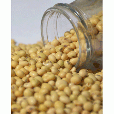 Soyabean (Bhatt)